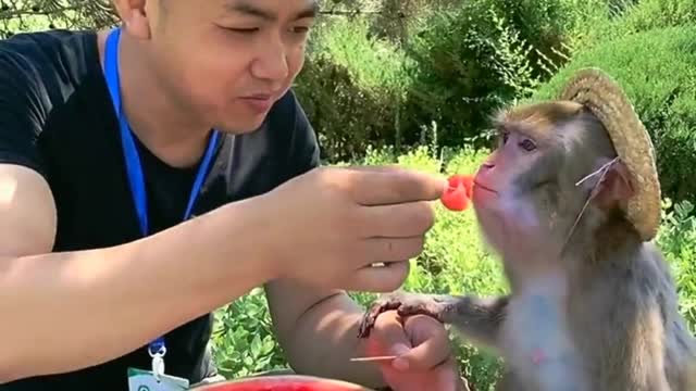 #animal