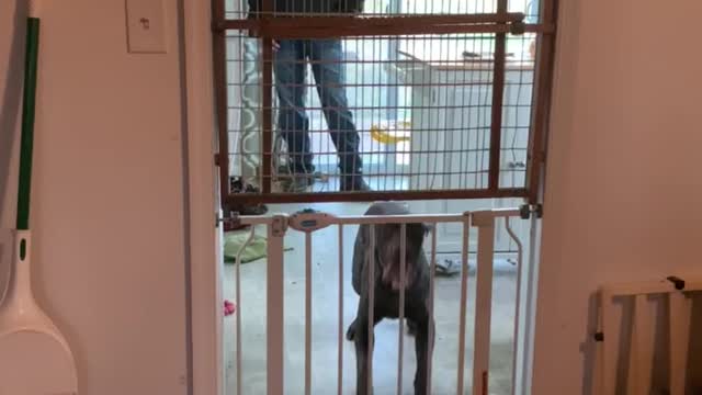 Dog Skillfully Jumps Over Both Baby Gates