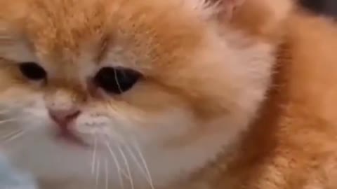 Beautiful Cat