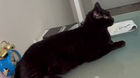 Cute Precious Piper is An Inspirational Office Manager - Adopting a Cat from a Shelter Vlog