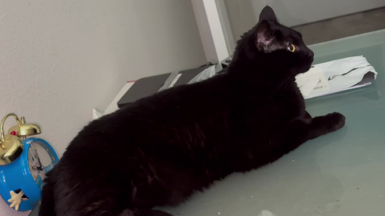Cute Precious Piper is An Inspirational Office Manager - Adopting a Cat from a Shelter Vlog