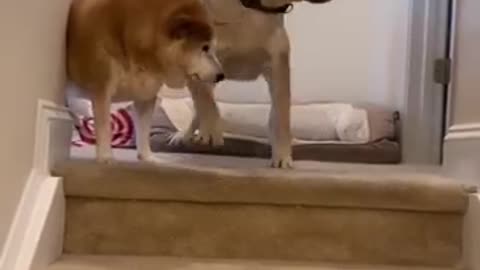 Im the Boss, lil brother