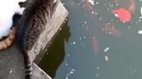 Funny Animals