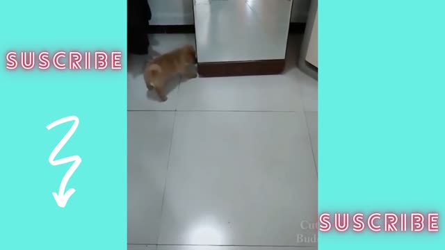 funny dog