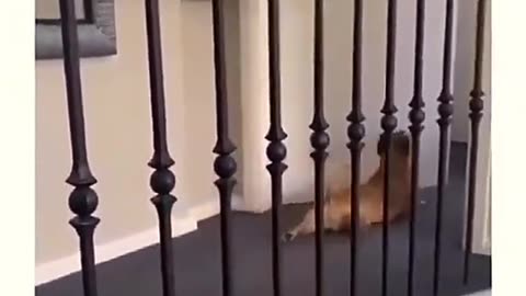 Hilarious Pet Pranks! 🐕🎉 Watch Till the End! 😂