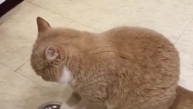 MY CAT GETTING READY FOR WAR