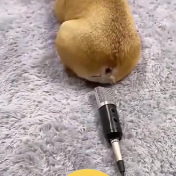 Dog Farts Into Microphone #Shorts