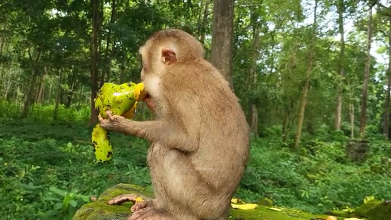 Enjoy A Vibrant Rainbow Of Fruits In The Morning!! 🐒❤️