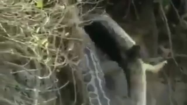 jaguar attacks crocodile, welcome to Brazil