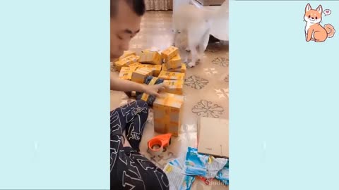 Cute Puppies 😍 Cute Funny andd Smart Dogs Compilation #16 | Cute Buddyy
