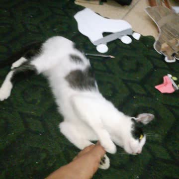 THE STREET CAT CAME AND STAYED IN MY HOUSE - ALREADY IN THE HOUSE - 7