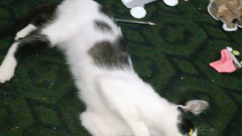 THE STREET CAT CAME AND STAYED IN MY HOUSE - ALREADY IN THE HOUSE - 7