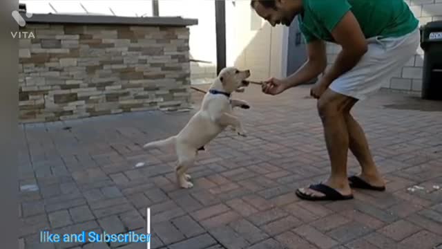 Teach Your Dog To Jumping