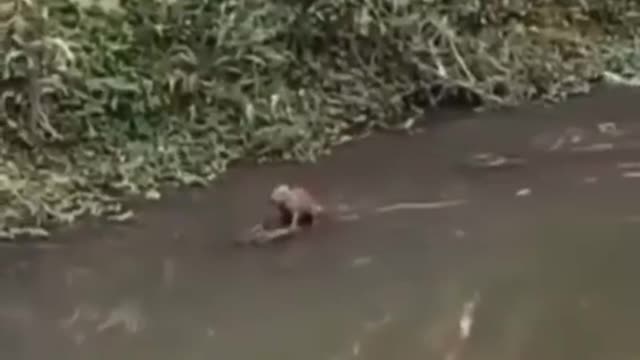 Capivara surfando no jacaré