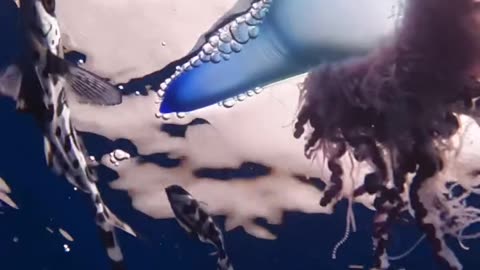 Wildlife