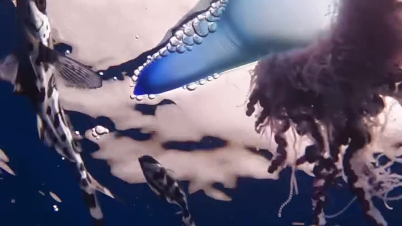 Wildlife