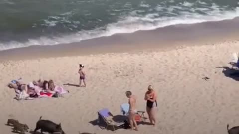 Army of Pigs marching to beach
