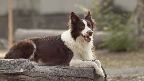 Dog sitting on log