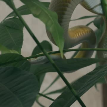 Hidden snake video
