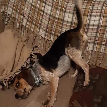 Beagle demands attention