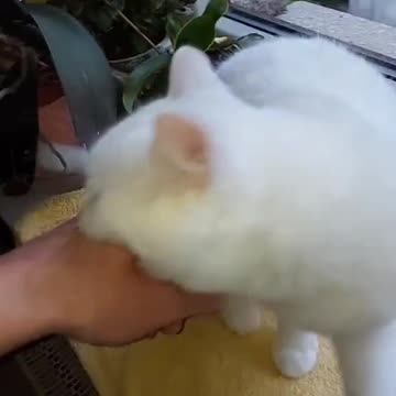 Why dogs are better than cats?