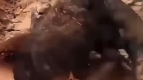 Chicken protects kids from hawk