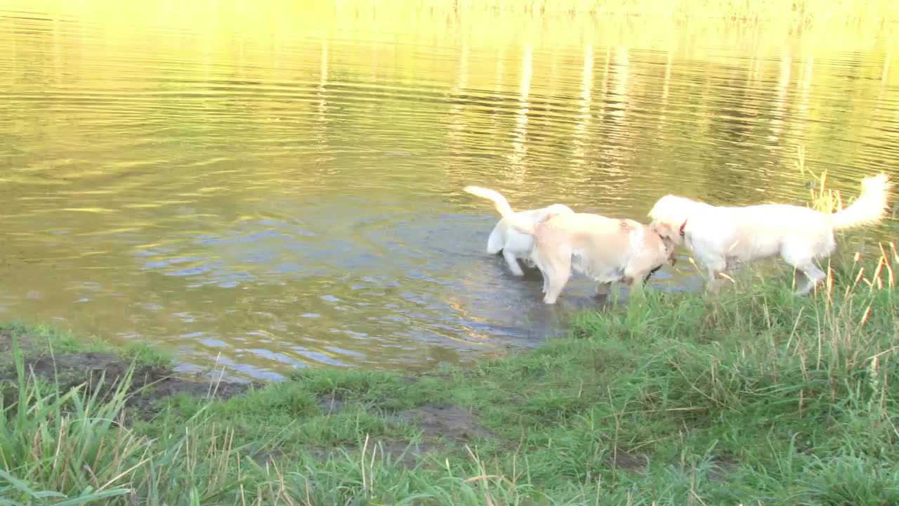 dogs have fun playing outdoors