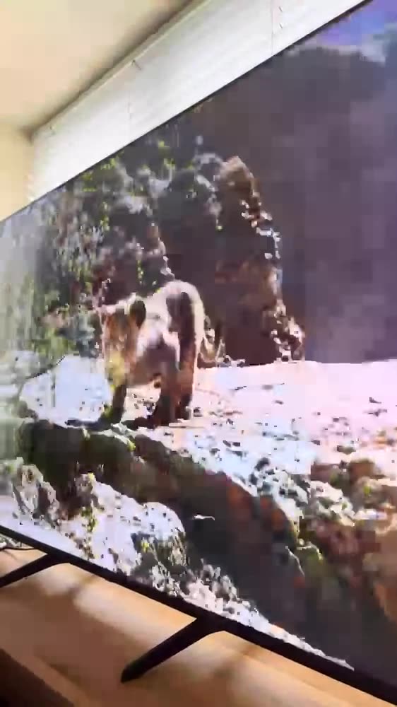 dog loves the discovery channel