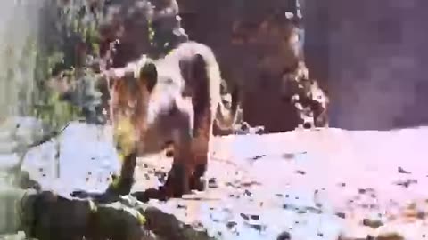 dog loves the discovery channel