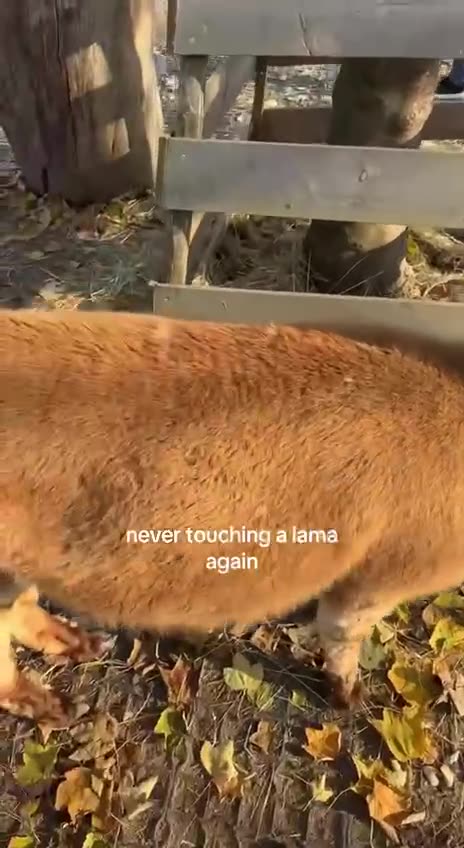 Spitting llamas 🤣