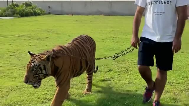 Sekh Play with tiger