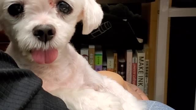 ❤ 家有愛犬 ❤