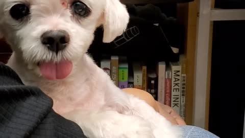 ❤ 家有愛犬 ❤