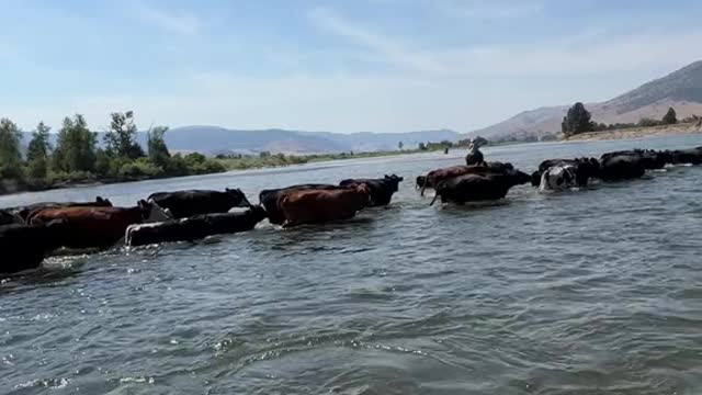 pushing our herd across the flathead river