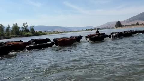 pushing our herd across the flathead river