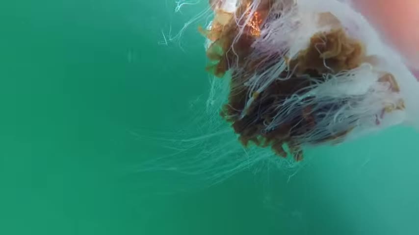 Jelly fish lion's mane ireland 1