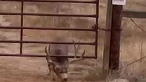 Buck deer creative by using angles to go under a gate