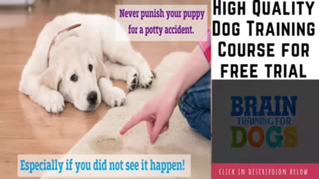 Dog training video