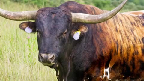 Texas Longhorn Cattle - American Southwest Icons_Cut.mp4