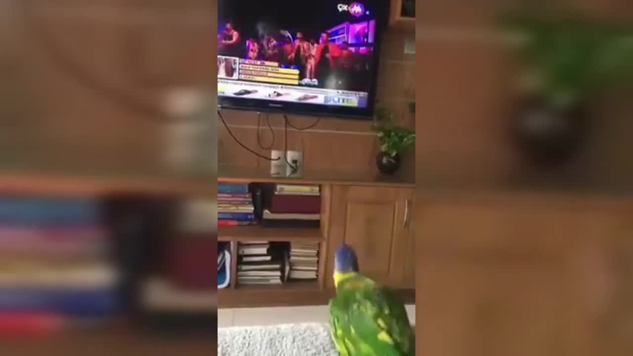 Parrot whistles and dances follow TV showed