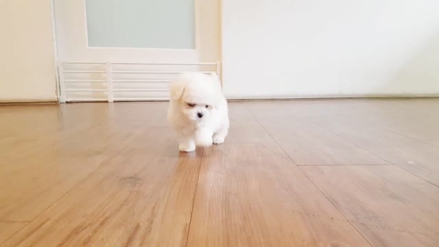 🥰cute puppy makes your day!