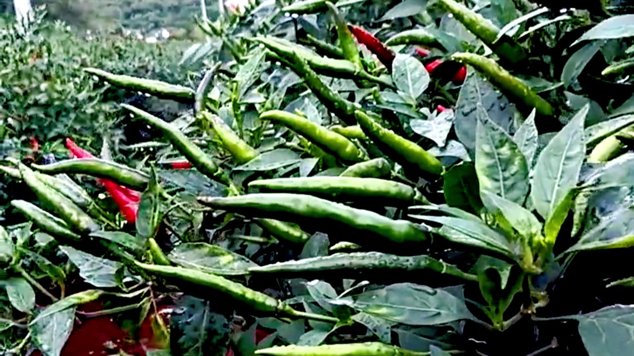 Amazing! Chili Plants Thrive and Fruit Abundant