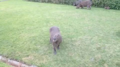 CAPYBARA ATTACK! HILARIOUS VIDEOS