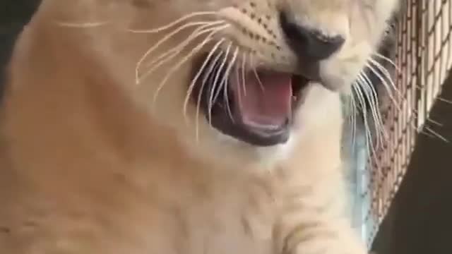 Lion - how cute is this litter roar? [LION CUB]