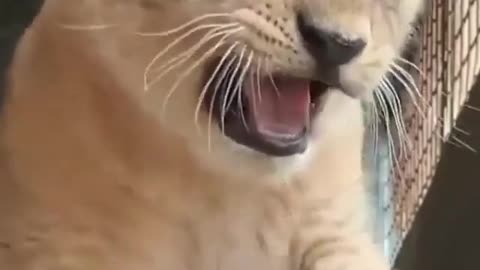 Lion - how cute is this litter roar? [LION CUB]