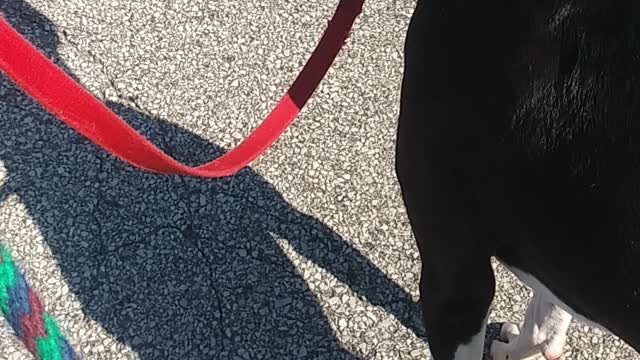 Doggysitting. Fun