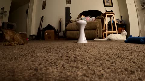 Cat Laser & Keyboard