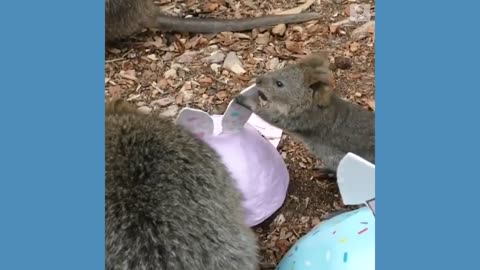 Animals enjoy Easter treats at Australian zoo