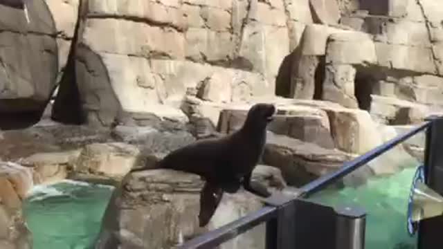 Awesome Seals