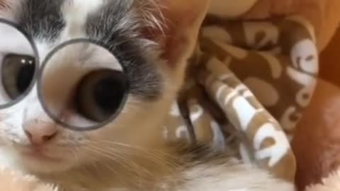 Beautiful Cats And Beautiful Kittens